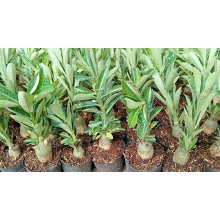 combo 5 cây sứ thái giống gửi cả chậu