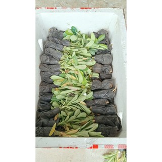combo 5 cây sứ thái giống gửi cả chậu