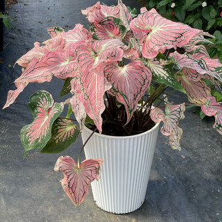 Môn kiểng: Caladium Thai Beauty - Môn Thiên Nga