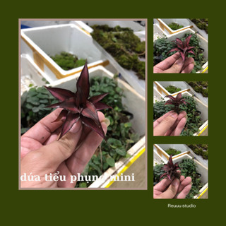 Dứa phụng mini, dứa nam mỹ set tiểu cảnh, bán cạn, terrarium ươm ra được cây dứa con