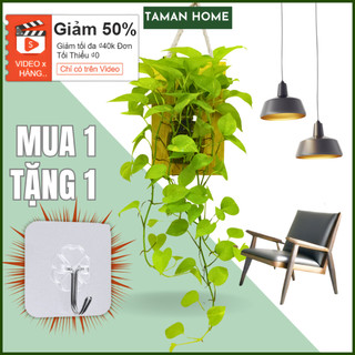 Bình hoa treo tường 600ML bảng gỗ treo lọ thuỷ tinh trồng cây thủy sinh decor phòng TAMAN HOME