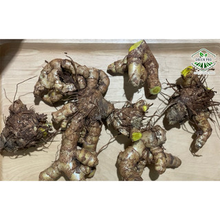 Củ mai gang