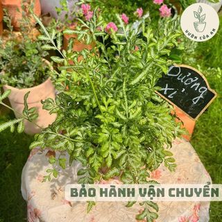 Cây Dương Xỉ Ánh Tuyết, lá bạc, cây cảnh trồng trong nhà trang trí nội thất văn phòng cây mini để bàn vườn của an