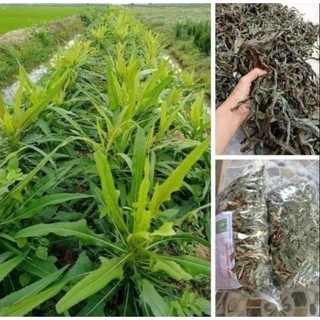 500gr bồ công anh khô thân và lá thơm, xanh sạch