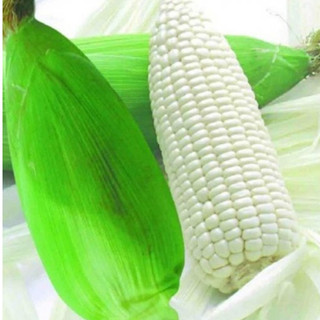 Giống bắp nù - gói 100 gram