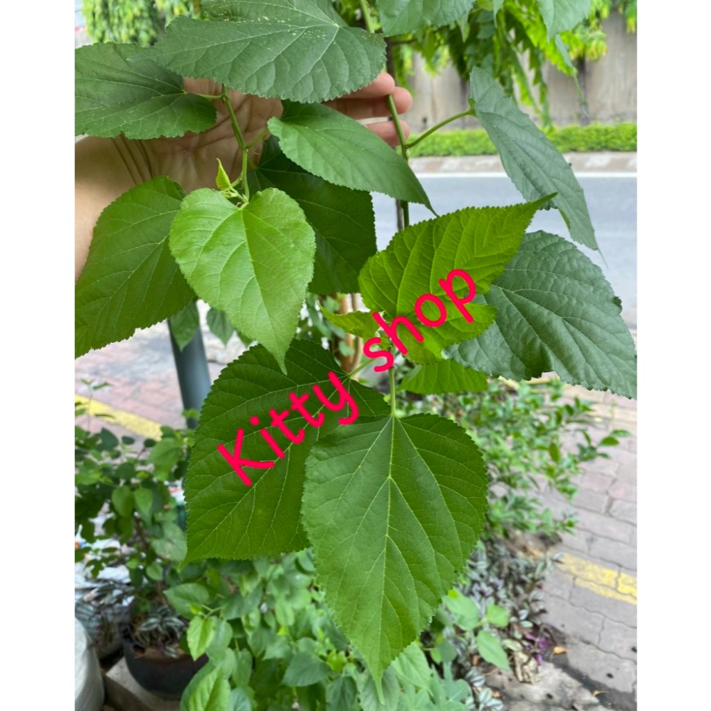lá dâu tằm tươi