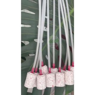 Combo 2m dây oxi và 2v sủi cho hồ cá