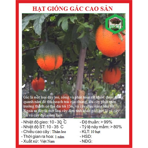 Hạt giống cây gấc cao sản ( 1 gói 10 hạt )