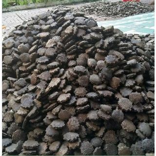 Hạt giống cây gấc cao sản ( 1 gói 10 hạt )