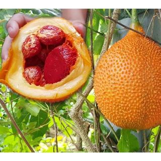 Hạt giống cây gấc cao sản ( 1 gói 10 hạt )