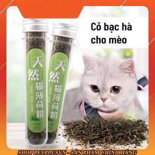 Bạc hà catnip cho mèo đùa nghịch