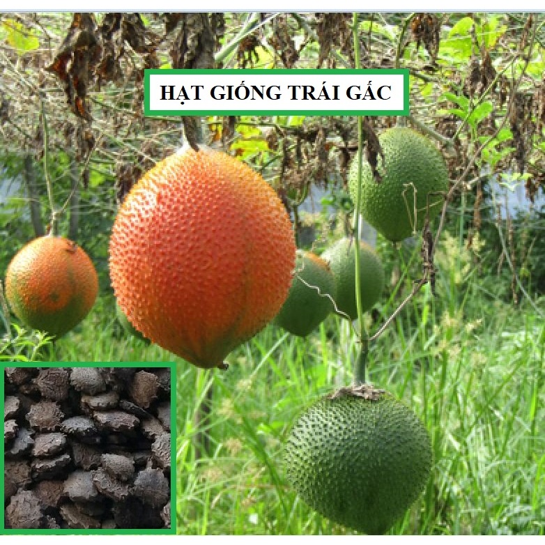 Hạt giống cây gấc cao sản ( 1 gói 10 hạt )