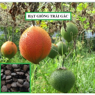 Hạt giống cây gấc cao sản