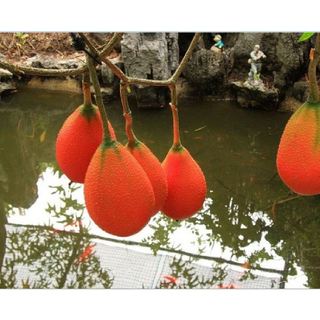 Hạt giống cây gấc cao sản ( 1 gói 10 hạt )