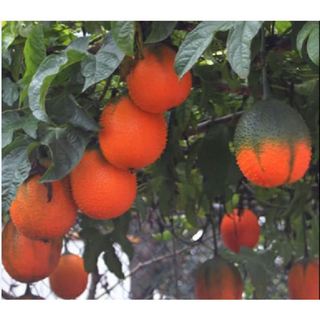 Hạt giống cây gấc cao sản ( 1 gói 10 hạt )