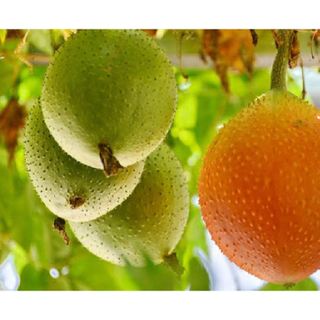 Hạt giống cây gấc cao sản ( 1 gói 10 hạt )
