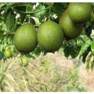 Hạt giống cây gấc cao sản ( 1 gói 10 hạt )