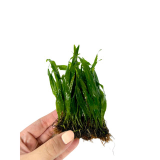 Dương xỉ lá hẹp-Cây thủy sinh
