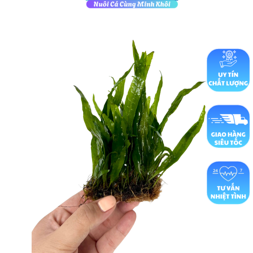 Dương xỉ lá hẹp-Cây thủy sinh