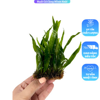 Dương xỉ lá hẹp-Cây thủy sinh