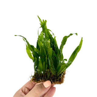 Dương xỉ lá hẹp-Cây thủy sinh