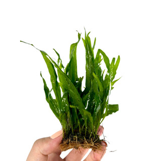 Dương xỉ lá hẹp-Cây thủy sinh