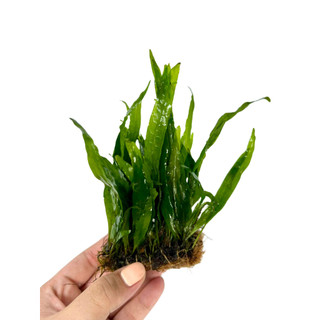 Dương xỉ lá hẹp-Cây thủy sinh