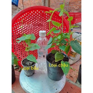 4 cây giống Sương Sâm lông/Hạt giống