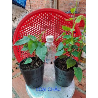 4 cây giống Sương Sâm lông/Hạt giống