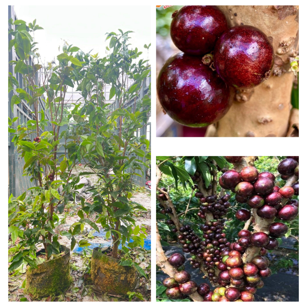 CÂY NHO THÂN GỖ 12 VỤ QUẢ ĐỎ