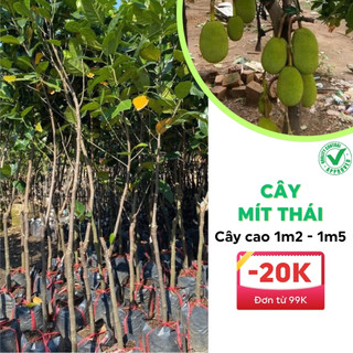 Cây giống mít thái choai cao từ 1m2-1m5 siêu quả cho trái sớm năng suất cao