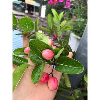 Siêu Kali Bo giúp ra hoa đậu quả 20gr