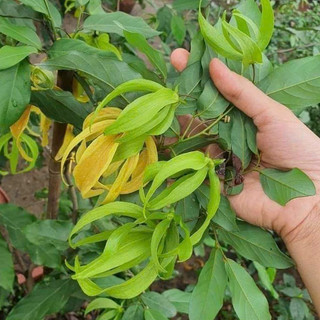Hoa Dẻ Vàng cây giống cao 25cm