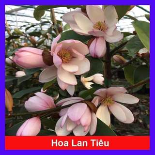 Hoa Lan Tiêu cây giống cao 25cm