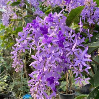 Cây Hoa Mai Xanh cây giống cao 25cm