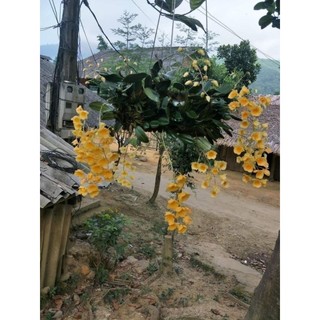 1 chậu lan vảy rồng đẹp