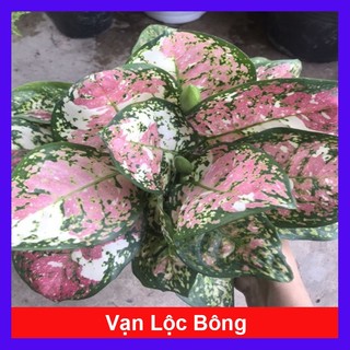 Cây vạn lộc bông cây cảnh phong thủy mini để bàn mang lại tài lộc may mắn