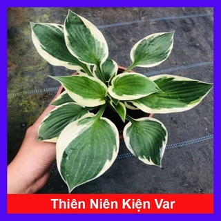 Cây thiên niên kiện var - đột biến - hosta - cây giao như video