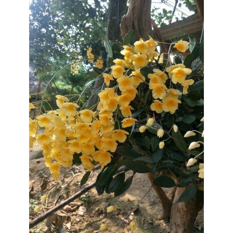 1 chậu lan vảy rồng đẹp