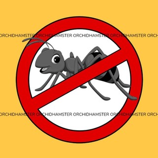 Dung Dịch Diệt Kiến ( Lọ Dung Dịch Diệt Kiến )