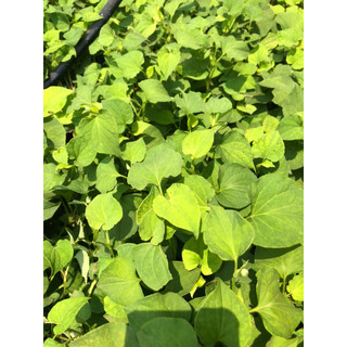 BẦU CÂY GIỐNG RAU DIẾP CÁ