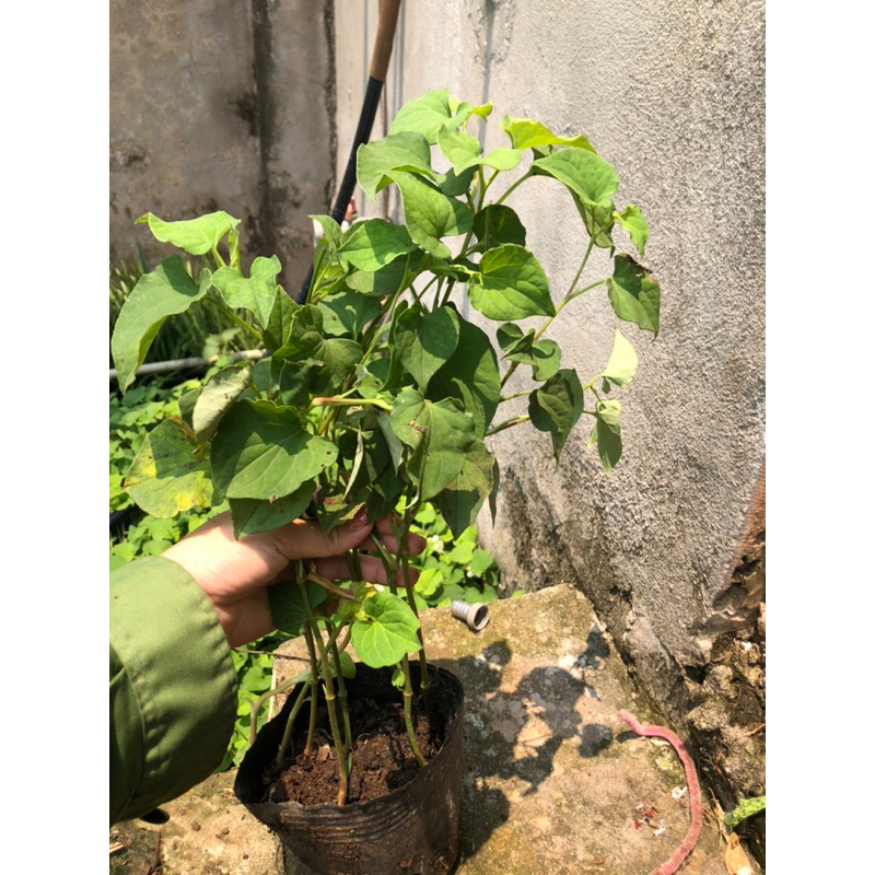 BẦU CÂY GIỐNG RAU DIẾP CÁ