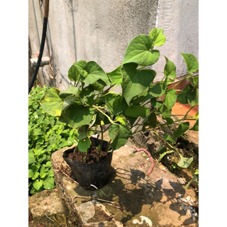 BẦU CÂY GIỐNG RAU DIẾP CÁ