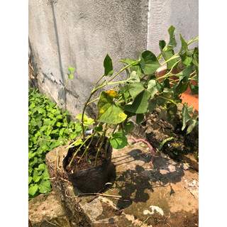 BẦU CÂY GIỐNG RAU DIẾP CÁ