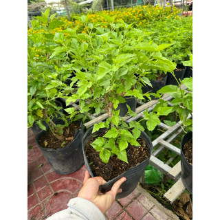Dâu tằm nguyên chậu