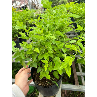 Dâu tằm nguyên chậu