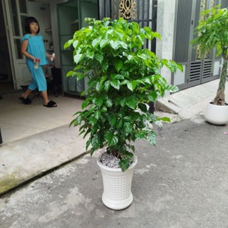  Chậu Cây Hạnh Phúc   hàng đẹp  