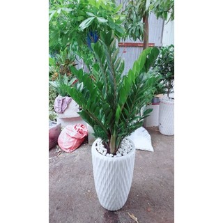 Chậu Cây Kim Tiền Size Đại Cao 1m1