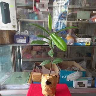 Combo 10 cây hồng nhung sóc trăng 10-12 lá