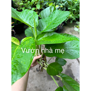 combo 5 dây trầu bà lá siêu to (trầu ông vàng)
